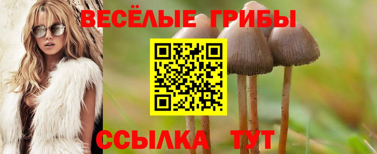 Галлюциногенные грибы Psilocybine cubensis  Вход с VPN  Псилоцибиновые грибы GOLDEN TEACHER  Кстово 